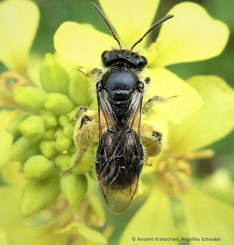 Andrena wollastoni 