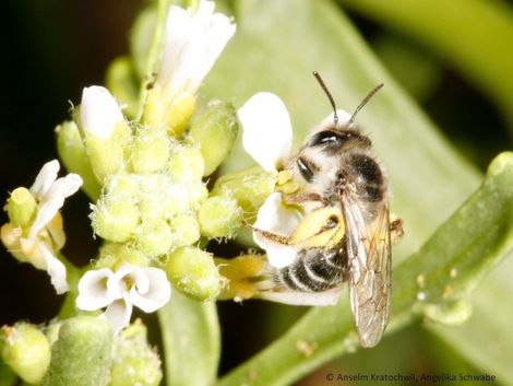 Andrena portosanctana, an Cakile maritima