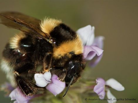 Bombus ruderatus ruderatus 