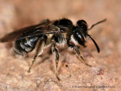 Andrena acuta wildpreti